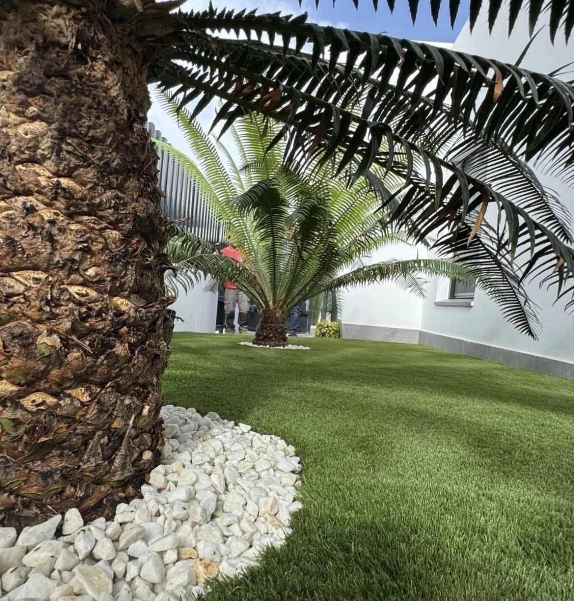 Detalle del diseño con Dioon spinulosum, césped y canto rodado blanco