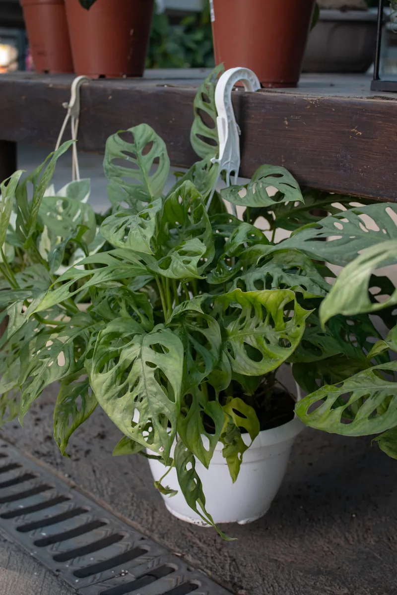 Monstera Adonis planta de interior con hojas características en Garden Center Navarro